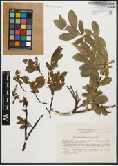 Foto von Salix rectijulis Trautv.